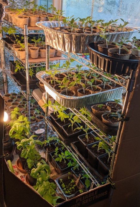 Cmre Maureen Brown's seedlings at the start of the season